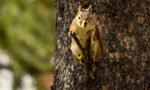 Red Squirrel doesn't like pesky people in his forest This red squirrel was very unhappy with my presence as I walked through his domain one afternoon. He watched me for a very long time from his perch in this comical position. Usually red squirrels make quite a racket when they are disturbed, but this guy stayed quiet. He just showed his hatred towards me with those beady, glaring eyes. American red squirrel,Geotagged,Summer,Tamiasciurus hudsonicus,United States,Wyoming,Yellowstone National Park,mammals,rodents,squirrels
