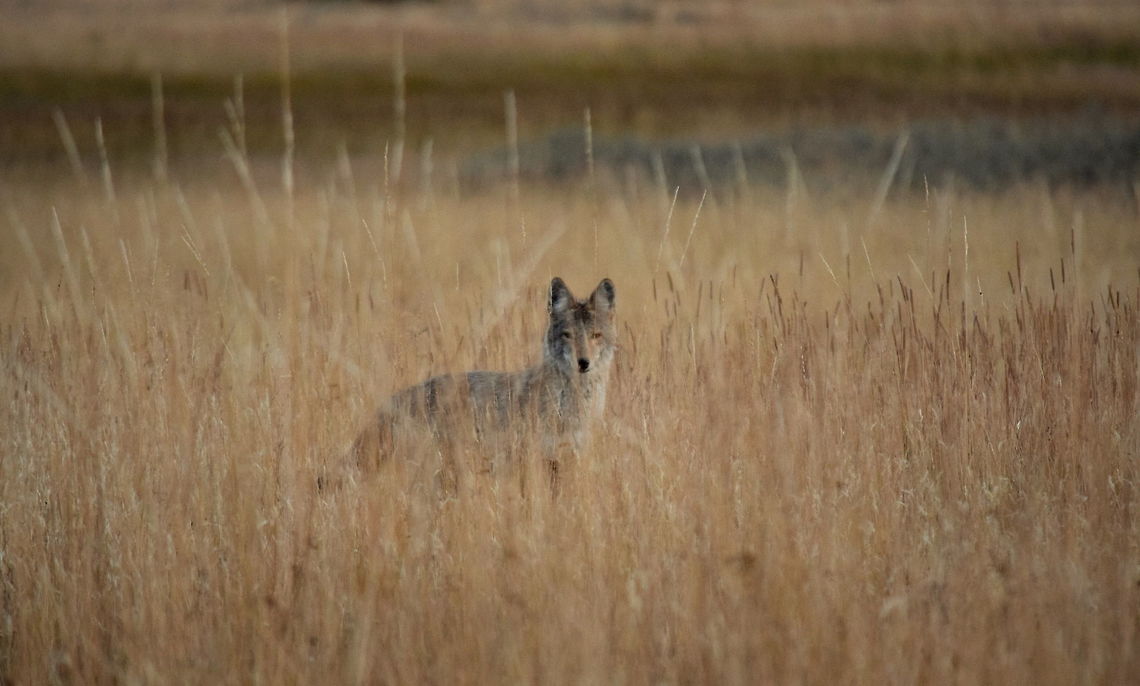 Coyote - Stalker of the Plains Coyotes are very numerous throughout the open grassy meadows and fields of Yellowstone. They can often be seen looking at the ground, listening very intently for any movement of a potential meal. They often hunt for mice, voles, shrews, chipmunks, etc. in the Yellowstone ecosystem, but are considered scavengers and will eat anything they come across. Canis latrans lestes,Geotagged,Mountain coyote,Summer,United States,Wyoming,Yellowstone National Park,mammals,predators