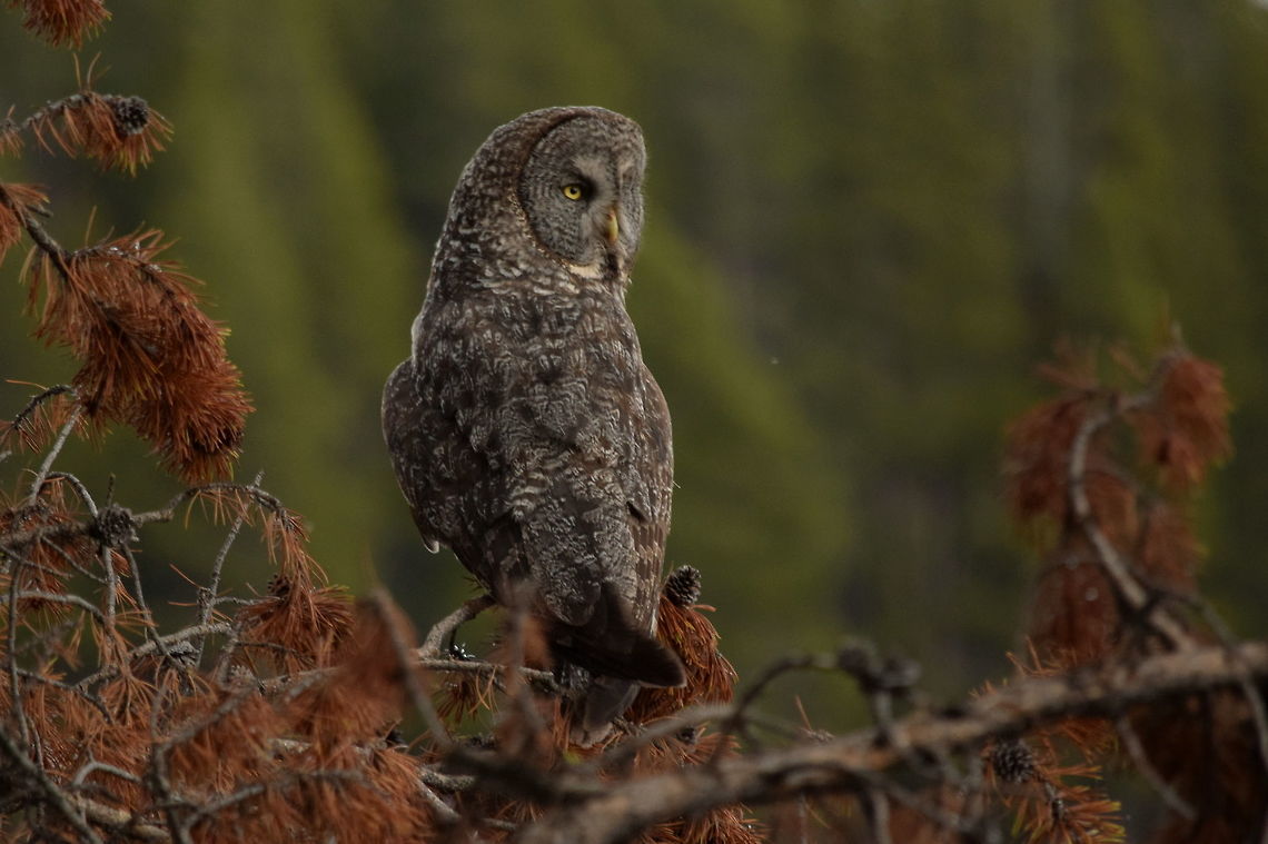 Perched Great Grey Owl This is the second grew owl experience I had during my 2015 YNP season. This owl, along with its mate, had a nest nearby and hunted the surrounding meadow at dawn and dusk. I never got a photo with both of them together, as they were usually hunting when I observed them. They are such magnificent birds, and it is eerie how quiet they are when flying! Birds of Prey,Geotagged,Great Grey Owl,Strix nebulosa,Summer,United States,Wyoming,Yellowstone National Park,owls