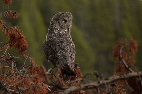 Perched Great Grey Owl This is the second grew owl experience I had during my 2015 YNP season. This owl, along with its mate, had a nest nearby and hunted the surrounding meadow at dawn and dusk. I never got a photo with both of them together, as they were usually hunting when I observed them. They are such magnificent birds, and it is eerie how quiet they are when flying! Birds of Prey,Geotagged,Great Grey Owl,Strix nebulosa,Summer,United States,Wyoming,Yellowstone National Park,owls