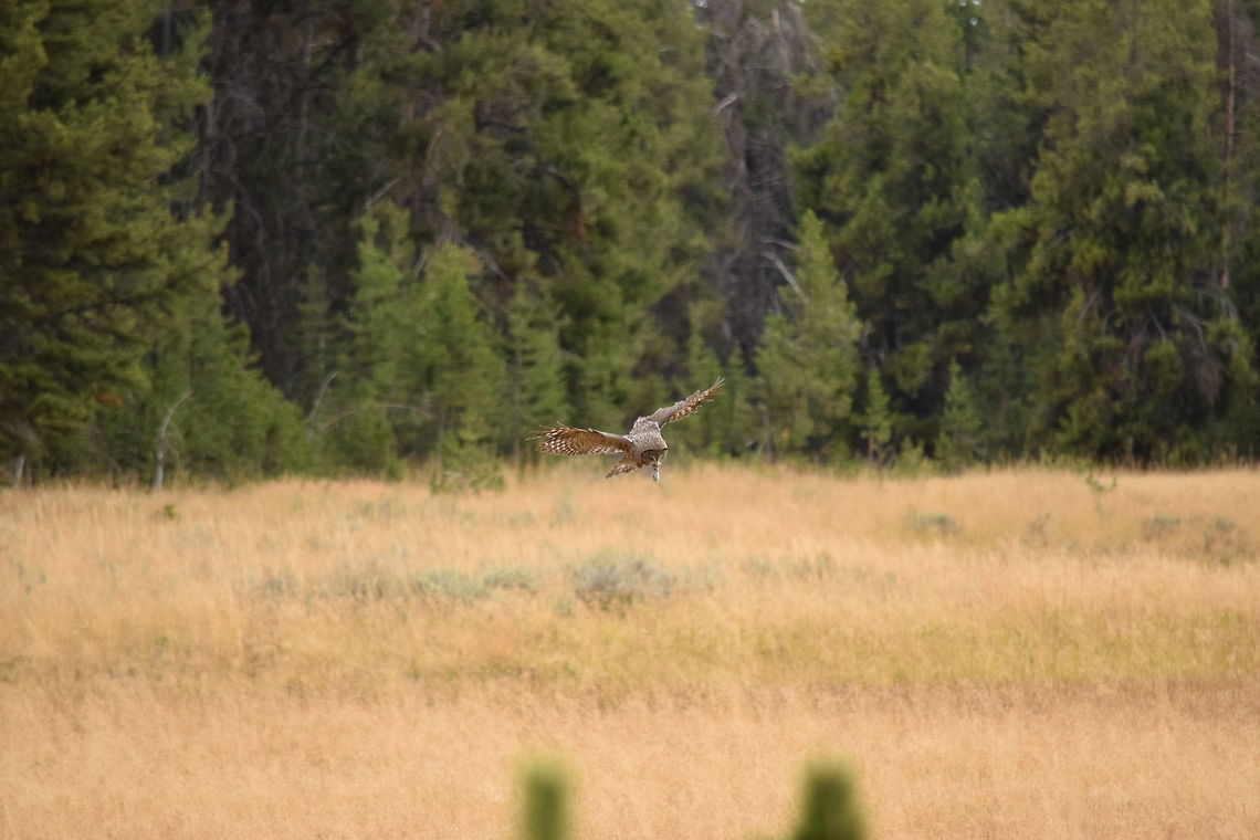 Great Grey Owl Hunting A grey owl launches off the ground after successfully catching a small rodent from the meadow. I was fortunate to observe the whole process, which was absolutely incredible! One of my favorite wildlife encounters to date! Observed in Yellowstone National Park. Geotagged,Great Grey Owl,Strix nebulosa,Summer,United States,Wyoming,Yellowstone National Park,birds of prey,owls