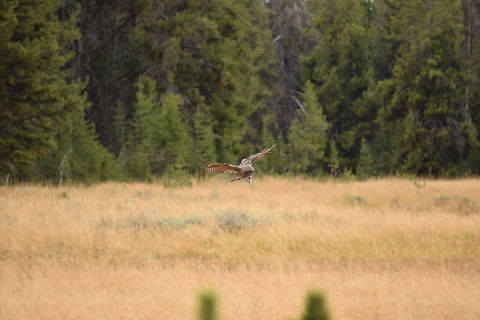 Great Grey Owl Hunting A grey owl launches off the ground after successfully catching a small rodent from the meadow. I was fortunate to observe the whole process, which was absolutely incredible! One of my favorite wildlife encounters to date! Observed in Yellowstone National Park. Geotagged,Great Grey Owl,Strix nebulosa,Summer,United States,Wyoming,Yellowstone National Park,birds of prey,owls