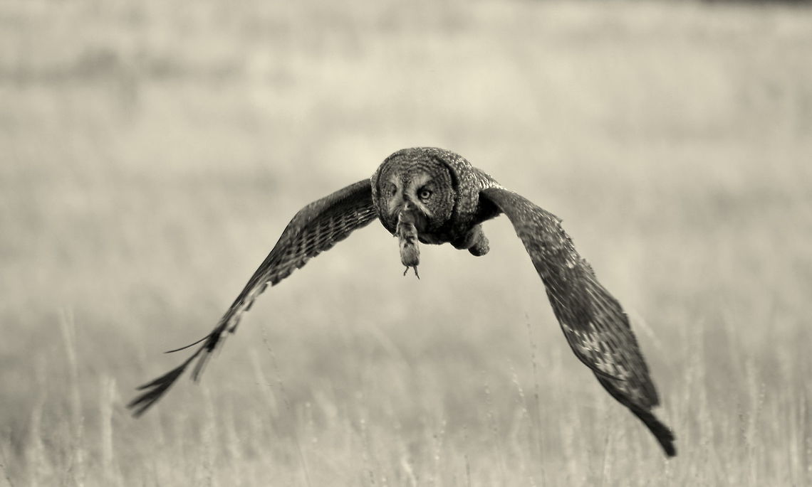 Great Grey Owl in Flight I was mesmerized as I watched this grey owl complete a successful hunt, and even more excited as the owl continued to fly towards me and eventually land in a small tree only a few meters from me. All I could do was to keep snapping photos as it flew closer and closer. I had chosen my spot to sit in as I had observed the owl fly to that specific point in the meadow several times, and I was just elated when my prediction came true and the owl flew the route one more time. But this time, I was waiting for it with my camera! <br />
<br />
The black and white copy of this photo really brings out the detail better in the owl, and isn't so harsh to look at as the grass was very bright behind the bird. I don't edit in b&amp;w often, but I felt this was an appropriate photo for such.<br />
<br />
Captured in Yellowstone National Park. Geotagged,Great Grey Owl,Strix nebulosa,Summer,United States,Wyoming,Yellowstone National Park,birds,birds of prey,owls