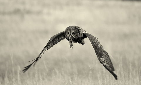 Great Grey Owl in Flight I was mesmerized as I watched this grey owl complete a successful hunt, and even more excited as the owl continued to fly towards me and eventually land in a small tree only a few meters from me. All I could do was to keep snapping photos as it flew closer and closer. I had chosen my spot to sit in as I had observed the owl fly to that specific point in the meadow several times, and I was just elated when my prediction came true and the owl flew the route one more time. But this time, I was waiting for it with my camera! 

The black and white copy of this photo really brings out the detail better in the owl, and isn't so harsh to look at as the grass was very bright behind the bird. I don't edit in b&w often, but I felt this was an appropriate photo for such.

Captured in Yellowstone National Park. Geotagged,Great Grey Owl,Strix nebulosa,Summer,United States,Wyoming,Yellowstone National Park,birds,birds of prey,owls