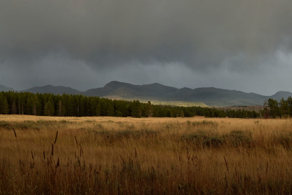Where the Meadow Meets the Forest A photo that shows the meadow where I photographed the hunting great grey owls. These meadows along the forest edge are a great place to observe wildlife on the northern shores of Yellowstone Lake and is where a spent most of my time in YNP&#039;s autumn months. A short rain storm is seen here moving over the land towards the mountains in the distance. Geotagged,Summer,United States,Wyoming,Yellowstone National Park,habitat,rain