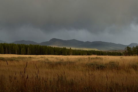 Where the Meadow Meets the Forest A photo that shows the meadow where I photographed the hunting great grey owls. These meadows along the forest edge are a great place to observe wildlife on the northern shores of Yellowstone Lake and is where a spent most of my time in YNP's autumn months. A short rain storm is seen here moving over the land towards the mountains in the distance. Geotagged,Summer,United States,Wyoming,Yellowstone National Park,habitat,rain