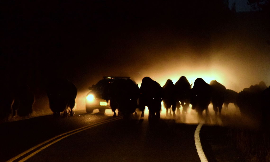 Bison Jam Bison jams, which occur when bison are on or close to the road, are quite a common site in YNP. The more exciting involving many bison on the road right near your vehicle and the more frustrating ones sometimes involving miles of cars backed up because of habituated animals using the roads as travel corridors. This instance was a little different in that it was dark and the bison were a little more excited due to the park ranger making noises at the animals to clear the road. I snapped this photo just before the red and blue lights were turned on. This photo was taken from inside the safety of a vehicle. American bison,Bison bison,Geotagged,Mammals,Summer,United States,Wyoming,Yellowstone National Park