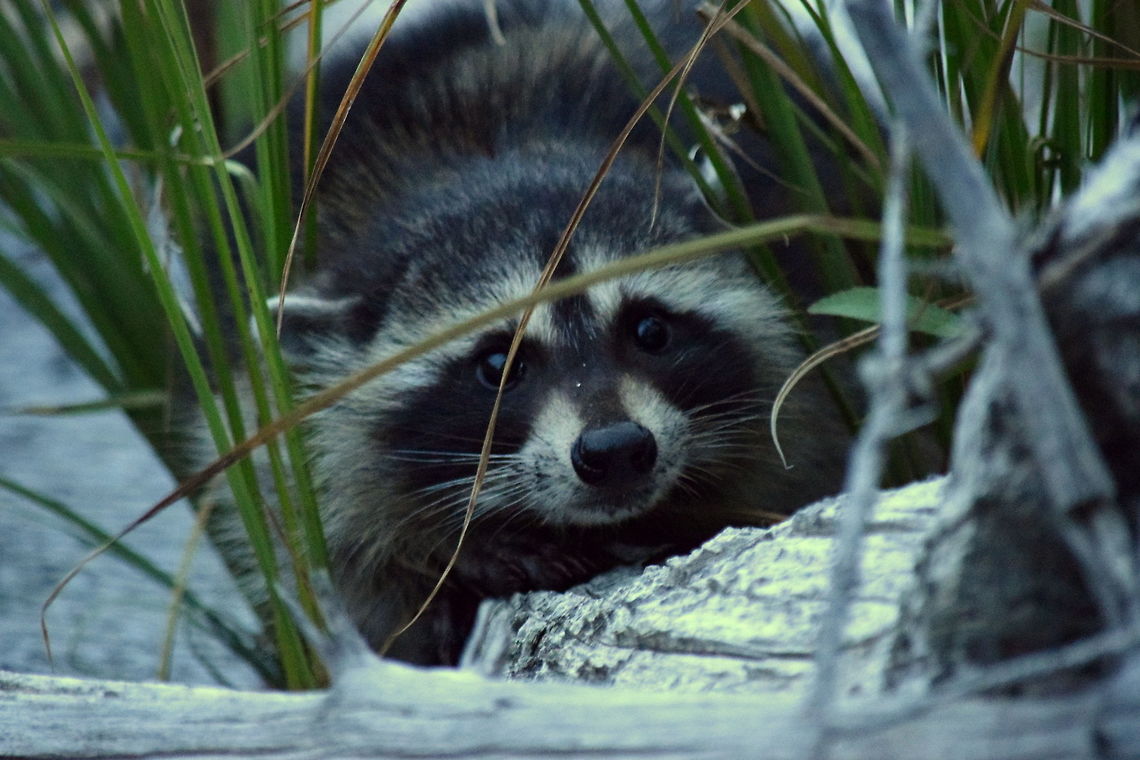 Young Raccoon Hiding I saw this young raccoon cross the road while driving home one night in YNP. I didn&#039;t know what it was that had crossed the road, but knew it was something I probably hand&#039;t documented int he park before. I stopped and went down towards the river where it had gone but couldn&#039;t find it. As I turned to leave, I heard a splash. Turning around, I saw this little guy hiding on this log next to the waters edge. This is the first raccoon I have documented in the park, and before this, I didn&#039;t even know they were present at such elevations. Geotagged,Procyon lotor,Raccoon,Summer,United States,Wyoming,Yellowstone National Park,mammals