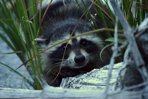 Young Raccoon Hiding I saw this young raccoon cross the road while driving home one night in YNP. I didn't know what it was that had crossed the road, but knew it was something I probably hand't documented int he park before. I stopped and went down towards the river where it had gone but couldn't find it. As I turned to leave, I heard a splash. Turning around, I saw this little guy hiding on this log next to the waters edge. This is the first raccoon I have documented in the park, and before this, I didn't even know they were present at such elevations. Geotagged,Procyon lotor,Raccoon,Summer,United States,Wyoming,Yellowstone National Park,mammals