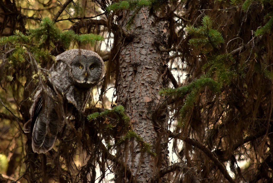 Great Grew Owl Watching the Photographer A great grew owl watches me as I attempt to make it famous. This was the 4th and final great grew owl that I encountered in YNP this past season. Geotagged,Great Grey Owl,Strix nebulosa,Summer,United States,Wyoming,Yellowstone National Park,birds of prey,owls