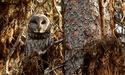 Great Grew Owl Final Photo The final grey owl photo I captured in YNP this past season. A very fierce, yet tolerant bird, and I loved having the opportunity to photograph such a magnificent bird! Geotagged,Great Grey Owl,Strix nebulosa,Summer,United States,Wyoming,Yellowstone National Park,birds of prey,owls