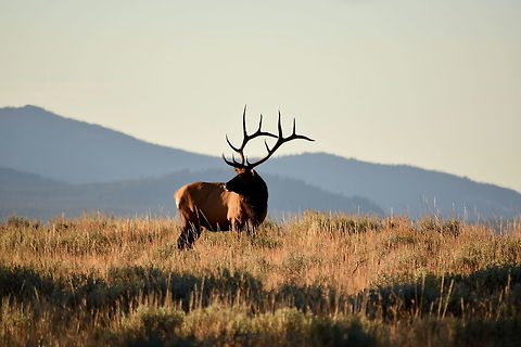 Bull Elk - Yellowstone Lake Shoreline This bull elk became one of my most photographed subjects ever this past September during the elk rutting period in YNP. He and his harem (group of girlfriends, elk cows) resided only a few minutes from my trailer and were easy to go and find in the evenings after work. I watched them so much that I had down their patterns and where and when they moved around the area. It was quite fun observing and photographing this bull and his cows, as I really enjoy being able to observe the same animals over a period of time or on several occasions. I almost feel like I have built a relationship with the animals the more time I spend with them. This is not my best photo of this bull, just the first of a few. Cervus canadensis,Elk,Geotagged,Summer,United States,Wyoming,Yellowstone National Park,mammals