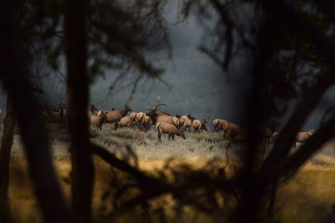 Bull Elk with Harem This bull is shown with his harem, or group of ladies, that he gathers over the course of a few weeks before the rut. He will then mate with the cows that are ready to breed and fend off any competitors who may try and take away some of his cows. I took this photo from the cover of trees, as I did not want to scare away the elk. Observed in Yellowstone National Park. Cervus canadensis,Elk,Geotagged,Mammals,Summer,United States,Wyoming,Yellowstone National Park
