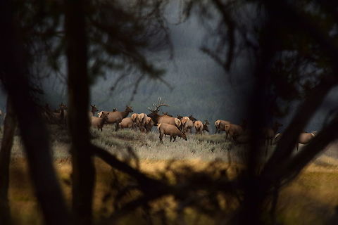 Bull Elk with Harem This bull is shown with his harem, or group of ladies, that he gathers over the course of a few weeks before the rut. He will then mate with the cows that are ready to breed and fend off any competitors who may try and take away some of his cows. I took this photo from the cover of trees, as I did not want to scare away the elk. Observed in Yellowstone National Park. Cervus canadensis,Elk,Geotagged,Mammals,Summer,United States,Wyoming,Yellowstone National Park