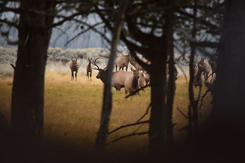 Bull Elk with Harem The bull elk with his harem of cows I was watching in Yellowstone National Park. I was watching them from the cover of the treeline when they started to work their way towards me. Cervus canadensis,Elk,Geotagged,Mammals,Summer,United States,Wyoming,Yellowstone National Park
