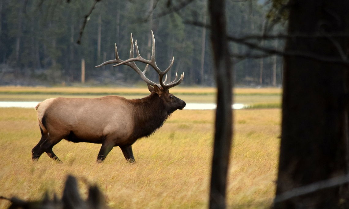 Bull Elk from Cover The bull elk I was watching in Yellowstone National Park from the cover of some trees. He and his harem of cows walked within several meters from me as a I sat motionless in the shadows. Cervus canadensis,Elk,Geotagged,Summer,United States,Wyoming,Yellowstone National Park,mammals