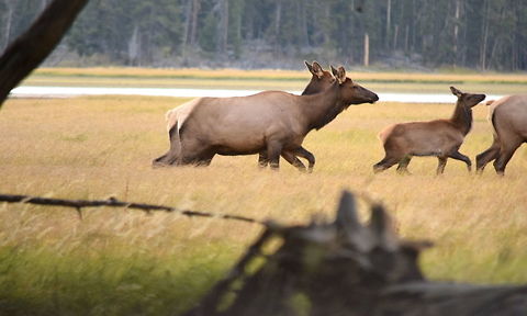 Cow Elk from Cover Some of the cows and a calf from a bull elk's harem walk past me as I watch from the cover of trees in Yellowstone National Park. Cervus canadensis,Elk,Geotagged,Summer,United States,Yellowstone National Park,mammals,wyoming