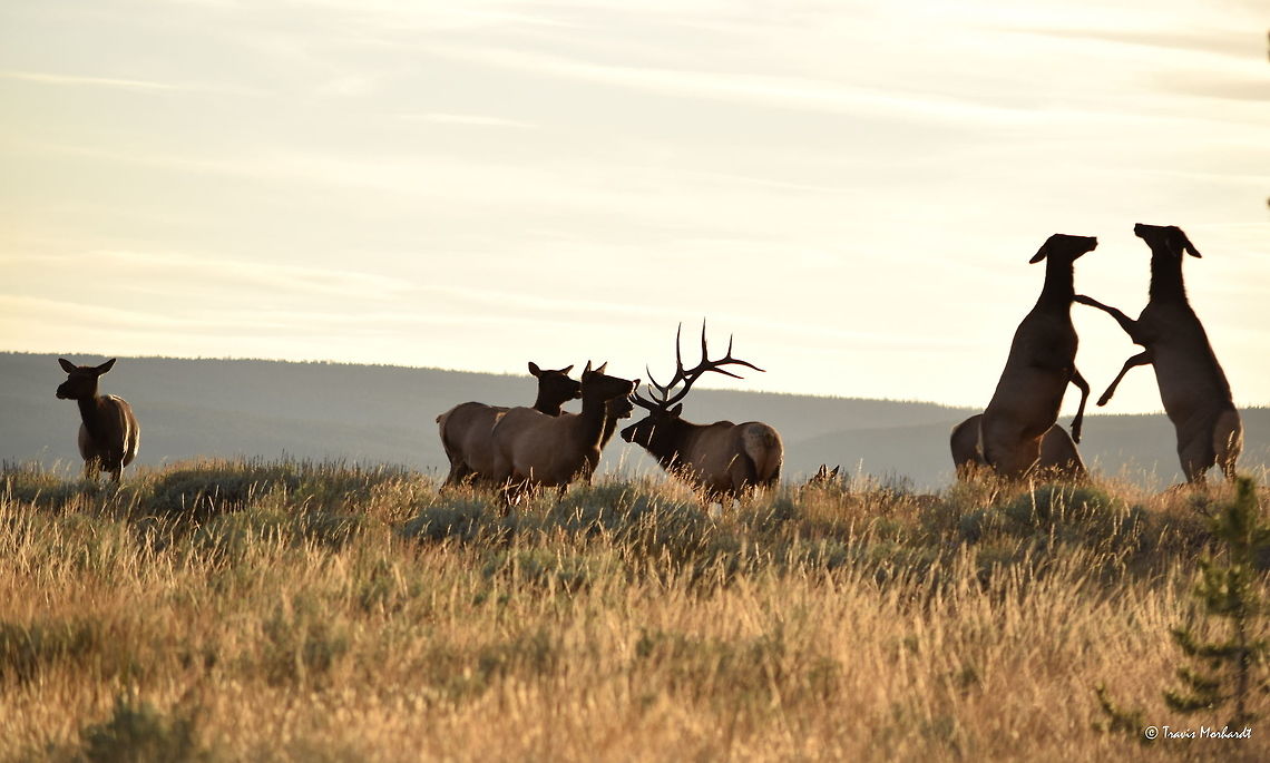 Girl Fight Two cow elk settle a disagreement as other members of the harem look on. I don't see this all that often, but the more I watch wildlife, the more I observe it. This is only the second time I have captured female members of the deer family fighting like this. I have also observed white-tailed deer does and moose cows fight in this manner. Fighting in Yellowstone National Park. Cervus canadensis,Elk,Geotagged,Mammals,Summer,United States,Wyoming,Yellowstone National Park,fighting