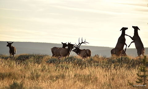 Girl Fight Two cow elk settle a disagreement as other members of the harem look on. I don't see this all that often, but the more I watch wildlife, the more I observe it. This is only the second time I have captured female members of the deer family fighting like this. I have also observed white-tailed deer does and moose cows fight in this manner. Fighting in Yellowstone National Park. Cervus canadensis,Elk,Geotagged,Mammals,Summer,United States,Wyoming,Yellowstone National Park,fighting