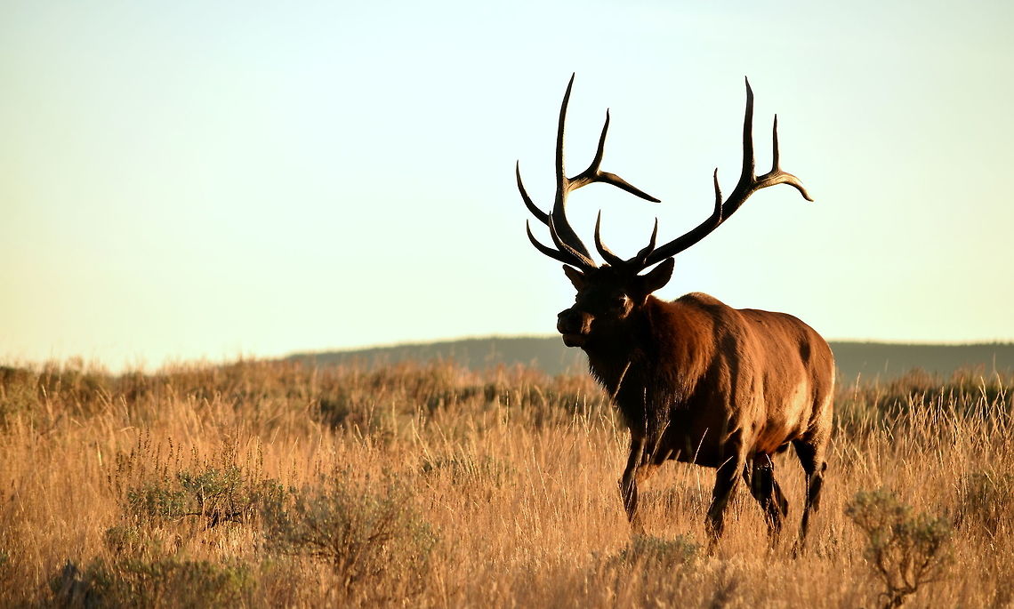 Golden Hour Bull This is one of the bull elk I watched during the September elk rut in Yellowstone National Park. During this particular observation, I was watching the bull and his harem from about 100 yards when a cow started to come directly towards me, moving just behind me at the last second. She did not see me, as I was concealed by a downed tree, but when she moved behind me, she smelled me and ran off. As she had made her way towards me, the bull followed her, but instead of moving behind me like the cow, the bull walked in front of me, setting up a photo opportunity. He did not spook like the cow did, but rather stopped about 10 meters from me and raked the ground with his antlers and urinated on his neck and face. Such behavior is territorial, as well as masculine in elk language. Photographed in Yellowstone National Park. Cervus canadensis,Elk,Geotagged,Summer,United States,Wyoming,Yellowstone National Park,mammals