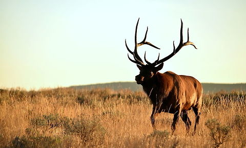 Golden Hour Bull This is one of the bull elk I watched during the September elk rut in Yellowstone National Park. During this particular observation, I was watching the bull and his harem from about 100 yards when a cow started to come directly towards me, moving just behind me at the last second. She did not see me, as I was concealed by a downed tree, but when she moved behind me, she smelled me and ran off. As she had made her way towards me, the bull followed her, but instead of moving behind me like the cow, the bull walked in front of me, setting up a photo opportunity. He did not spook like the cow did, but rather stopped about 10 meters from me and raked the ground with his antlers and urinated on his neck and face. Such behavior is territorial, as well as masculine in elk language. Photographed in Yellowstone National Park. Cervus canadensis,Elk,Geotagged,Summer,United States,Wyoming,Yellowstone National Park,mammals
