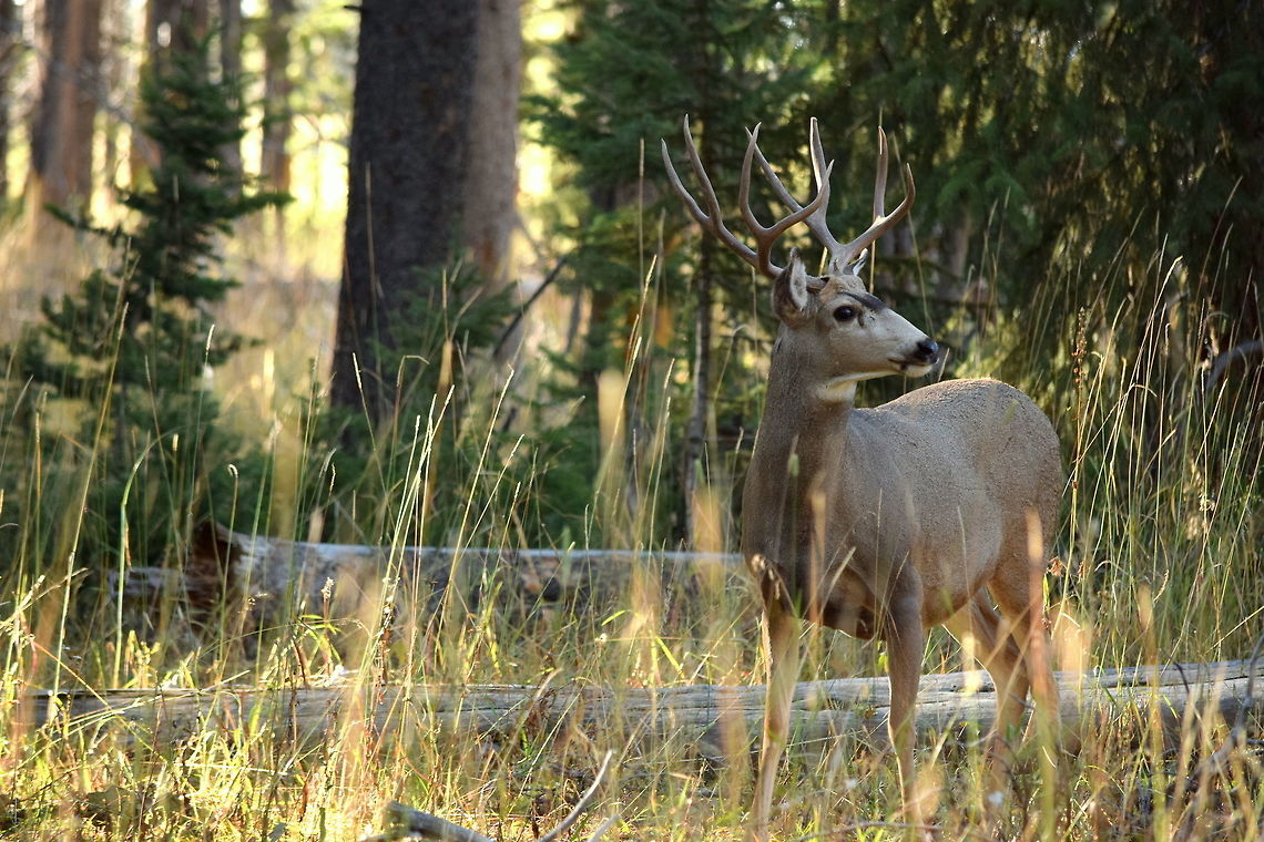Mule deer buck along north shore of Yellowstone Lake A mature mule deer buck checks his surroundings in a timbered area along the north shore of Yellowstone National Park&#039;s Yellowstone Lake. Geotagged,Mule Deer,Mule deer,Odocoileus hemionus,Summer,United States,Yellowstone National Park,deer,mammal,wyoming
