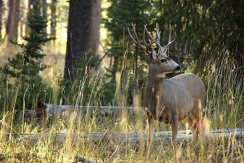 Mule deer buck along north shore of Yellowstone Lake A mature mule deer buck checks his surroundings in a timbered area along the north shore of Yellowstone National Park's Yellowstone Lake. Geotagged,Mule Deer,Mule deer,Odocoileus hemionus,Summer,United States,Yellowstone National Park,deer,mammal,wyoming