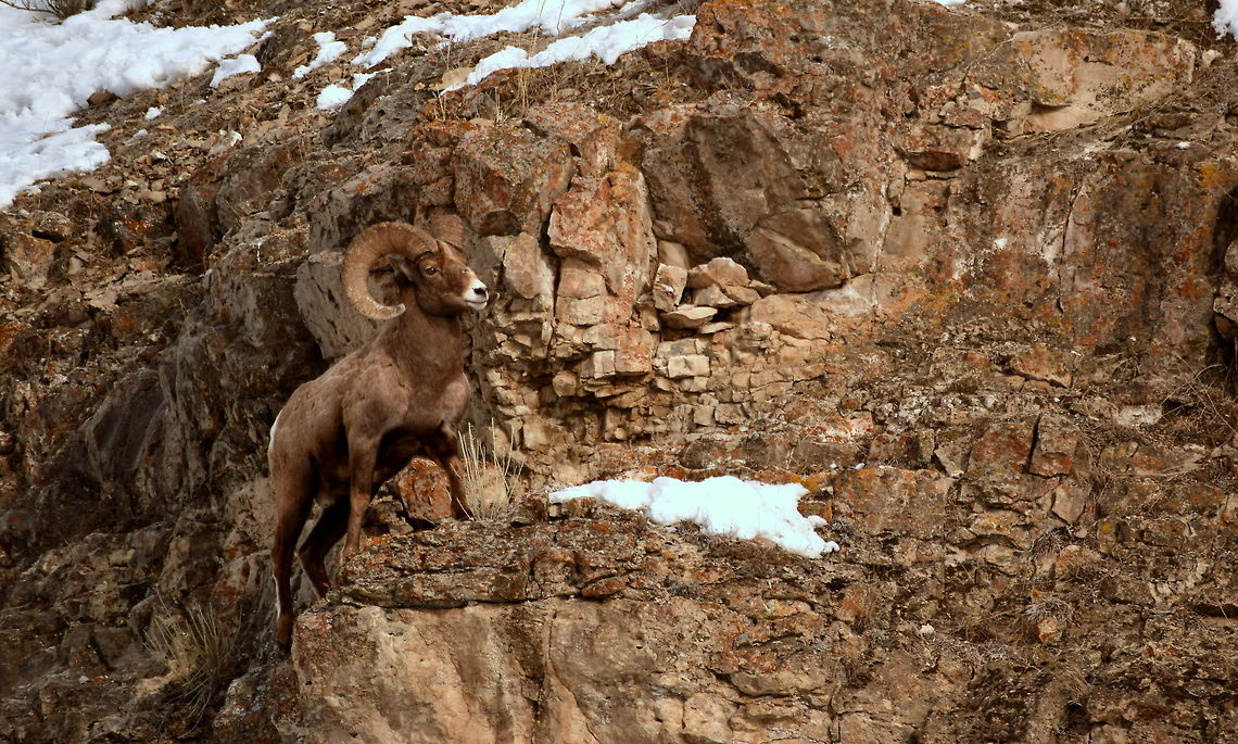 Bighorn ram climbing rock face in Yellowstone National Park A bighorn ram scrambles up the side of a near-vertical rock face near the confluence of Soda Butte and Lamar Rivers in Yellowstone National Park&#039;s northern reaches.  Bighorn Sheep,Bighorn sheep,Geotagged,Mammals,Ovis canadensis,United States,Winter,Wyoming,Yellowostone,Yellowstone National Park,sheep