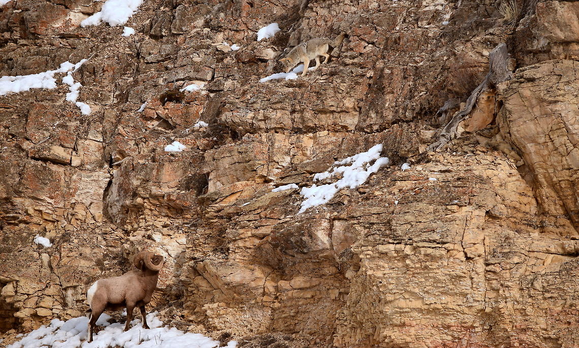 Stare down between bighorn ram and coyote A bighorn ram and coyote size each other up after three coyotes happened upon this ram along with two others on a steep rock face in Yellowstone National Park. Eventually, the coyotes and sheep parted ways without any physical confrontation. Can you find both? Bighorn sheep,Geotagged,Ovis canadensis,United States,Winter,Wyoming,Yellowstone National Park,bighorn sheep,carnivores,coyote,mammals,sheep