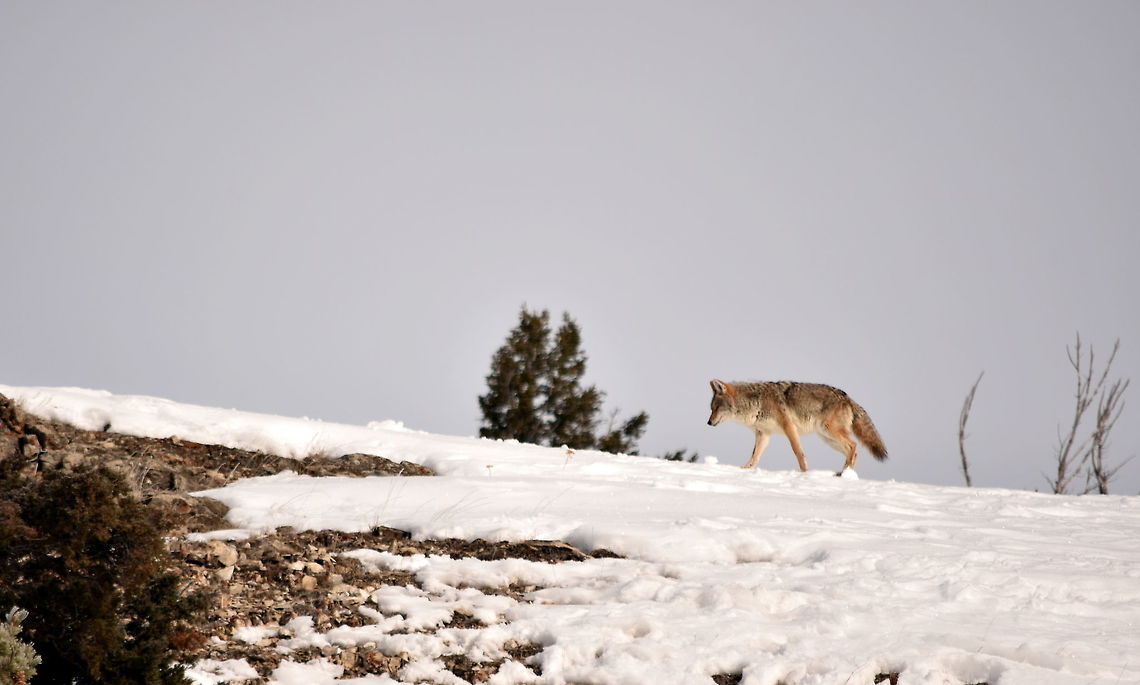 Coyote on the horizon After an encounter with some bighorn sheep, a coyote walks along the top of a ridge in search search of its next encounter, whatever that may be. Captured near the confluence of Soda Butte and Lamar Rivers in Yellowstone National Park. Canidae,Canis latrans lestes,Coyote,Geotagged,Mountain coyote,United States,Winter,Wyoming,Yellowstone National Park,carnivores,mammals