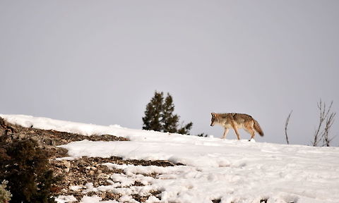 Coyote on the horizon After an encounter with some bighorn sheep, a coyote walks along the top of a ridge in search search of its next encounter, whatever that may be. Captured near the confluence of Soda Butte and Lamar Rivers in Yellowstone National Park. Canidae,Canis latrans lestes,Coyote,Geotagged,Mountain coyote,United States,Winter,Wyoming,Yellowstone National Park,carnivores,mammals