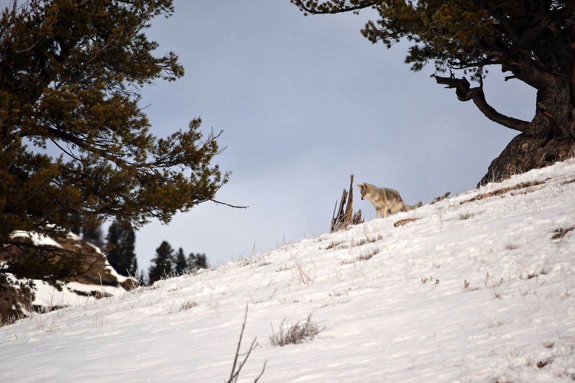 Coyote pounce 1 This coyote is listening to a rodent moving under the snow. This is the first of five photos showing the progression of the coyotes attack on its prey. <br />
<br />
<figure class="photo"><a href="https://www.jungledragon.com/image/48064/coyote_pounce_2.html" title="Coyote pounce 2"><img src="https://s3.amazonaws.com/media.jungledragon.com/images/797/48064_thumb.JPG?AWSAccessKeyId=05GMT0V3GWVNE7GGM1R2&Expires=1770854410&Signature=oav3v%2F0P7AxQcCsEmGXI7Nf%2FAdc%3D" width="200" height="134" alt="Coyote pounce 2 This is the second photo showing the progression of a coyote pouncing on its prey. The coyote has started to pounce and it is starting its arching jump.  Canidae,Canis latrans lestes,Coyote,Geotagged,Mammals,Mountain coyote,United States,Winter,Yellowstone National Park" /></a></figure><br />
<figure class="photo"><a href="https://www.jungledragon.com/image/48065/coyote_pounce_3.html" title="Coyote pounce 3"><img src="https://s3.amazonaws.com/media.jungledragon.com/images/797/48065_thumb.JPG?AWSAccessKeyId=05GMT0V3GWVNE7GGM1R2&Expires=1770854410&Signature=CchErfmFETPNIQuiuhoP8zkAPWE%3D" width="200" height="134" alt="Coyote pounce 3 This is the third photo showing the progression of a coyote pouncing on its prey. Here the coyote is fully airborn.  Canis latrans lestes,Geotagged,Mountain coyote,United States,Winter,Wyoming,Yellowstone National Park,canidae,mammals" /></a></figure><br />
<figure class="photo"><a href="https://www.jungledragon.com/image/48063/coyote_pounce_4.html" title="Coyote pounce 4"><img src="https://s3.amazonaws.com/media.jungledragon.com/images/797/48063_thumb.JPG?AWSAccessKeyId=05GMT0V3GWVNE7GGM1R2&Expires=1770854410&Signature=jwlo4LJCGobC8WbCUCSbRnE4q8w%3D" width="200" height="134" alt="Coyote pounce 4 This is the fourth photo showing the progression of a coyote pouncing on its prey. Here the coyote is starting to come down, hopefully directly on top of the whatever it was listening to under the snow, and catching it.  Canidae,Canis latrans lestes,Geotagged,Mountain coyote,United States,Winter,Wyoming,Yellowstone National Park,mammals" /></a></figure><br />
<figure class="photo"><a href="https://www.jungledragon.com/image/48062/coyote_pounce_5.html" title="Coyote pounce 5"><img src="https://s3.amazonaws.com/media.jungledragon.com/images/797/48062_thumb.JPG?AWSAccessKeyId=05GMT0V3GWVNE7GGM1R2&Expires=1770854410&Signature=qS0qQy6CPCO1DUMMzp4WnBd0ggM%3D" width="200" height="134" alt="Coyote pounce 5 This is the fifth and final photo showing the progression of a coyote pouncing on its prey. Here the coyote has landed and is pawing in the snow after initially missing its target. In the end, this attack was unsuccessful.<br />
Here's the sequence<br />
https://www.jungledragon.com/image/48063/coyote_pounce_4.html<br />
https://www.jungledragon.com/image/48065/coyote_pounce_3.html<br />
https://www.jungledragon.com/image/48064/coyote_pounce_2.html<br />
https://www.jungledragon.com/image/48061/coyote_pounce_1.html Canis latrans lestes,Geotagged,Mountain coyote,United States,Winter,Yellowstone National Park,canidae,mammals,wyoming" /></a></figure><br />
 Canidae,Canis latrans lestes,Geotagged,Mammals,Mountain coyote,United States,Winter,Wyoming,Yellowstone National Park