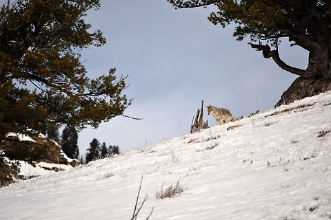 Coyote pounce 1 This coyote is listening to a rodent moving under the snow. This is the first of five photos showing the progression of the coyotes attack on its prey. 

https://www.jungledragon.com/image/48064/coyote_pounce_2.html
https://www.jungledragon.com/image/48065/coyote_pounce_3.html
https://www.jungledragon.com/image/48063/coyote_pounce_4.html
https://www.jungledragon.com/image/48062/coyote_pounce_5.html
 Canidae,Canis latrans lestes,Geotagged,Mammals,Mountain coyote,United States,Winter,Wyoming,Yellowstone National Park