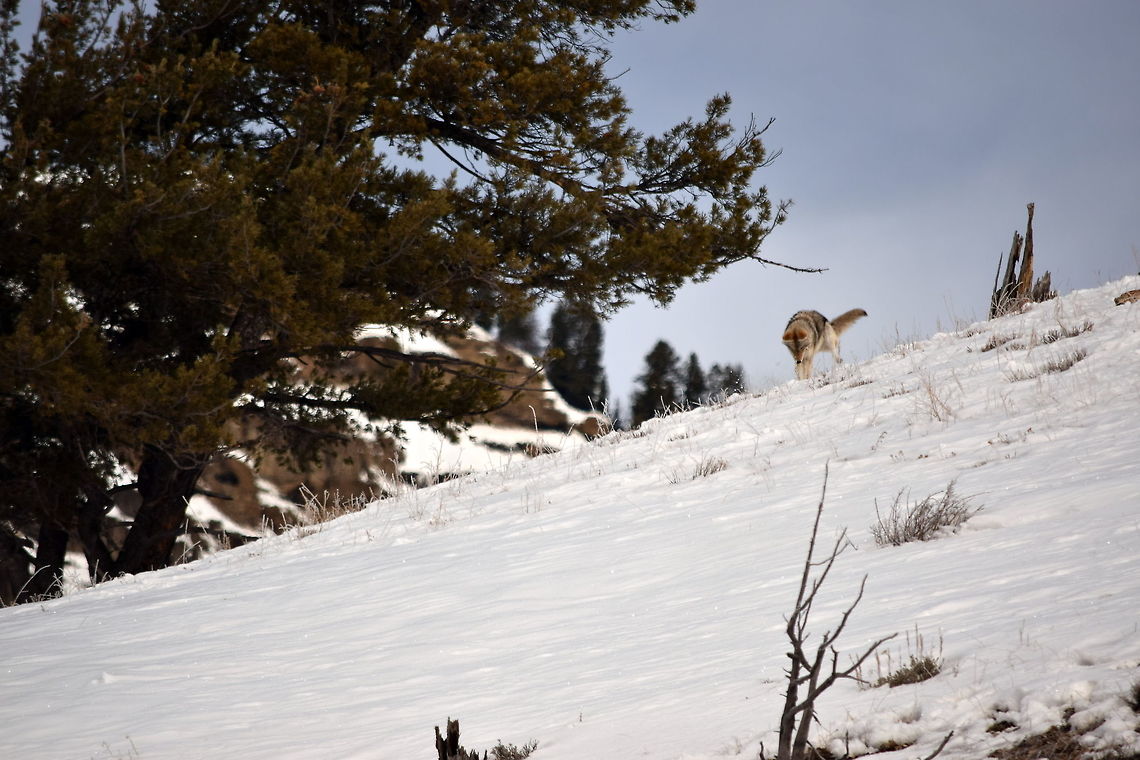 Coyote pounce 5 This is the fifth and final photo showing the progression of a coyote pouncing on its prey. Here the coyote has landed and is pawing in the snow after initially missing its target. In the end, this attack was unsuccessful.<br />
Here&#039;s the sequence<br />
<figure class="photo"><a href="https://www.jungledragon.com/image/48063/coyote_pounce_4.html" title="Coyote pounce 4"><img src="https://s3.amazonaws.com/media.jungledragon.com/images/797/48063_thumb.JPG?AWSAccessKeyId=05GMT0V3GWVNE7GGM1R2&Expires=1759968010&Signature=8DMtbVat0XS4VkHodEZFYM5fRpU%3D" width="200" height="134" alt="Coyote pounce 4 This is the fourth photo showing the progression of a coyote pouncing on its prey. Here the coyote is starting to come down, hopefully directly on top of the whatever it was listening to under the snow, and catching it.  Canidae,Canis latrans lestes,Geotagged,Mountain coyote,United States,Winter,Wyoming,Yellowstone National Park,mammals" /></a></figure><br />
<figure class="photo"><a href="https://www.jungledragon.com/image/48065/coyote_pounce_3.html" title="Coyote pounce 3"><img src="https://s3.amazonaws.com/media.jungledragon.com/images/797/48065_thumb.JPG?AWSAccessKeyId=05GMT0V3GWVNE7GGM1R2&Expires=1759968010&Signature=wlRJ1UGRaPmn8l2LbjwOnhYAdEY%3D" width="200" height="134" alt="Coyote pounce 3 This is the third photo showing the progression of a coyote pouncing on its prey. Here the coyote is fully airborn.  Canis latrans lestes,Geotagged,Mountain coyote,United States,Winter,Wyoming,Yellowstone National Park,canidae,mammals" /></a></figure><br />
<figure class="photo"><a href="https://www.jungledragon.com/image/48064/coyote_pounce_2.html" title="Coyote pounce 2"><img src="https://s3.amazonaws.com/media.jungledragon.com/images/797/48064_thumb.JPG?AWSAccessKeyId=05GMT0V3GWVNE7GGM1R2&Expires=1759968010&Signature=1tR%2FootQ36%2B4ls4DTPlH01kvh%2Bk%3D" width="200" height="134" alt="Coyote pounce 2 This is the second photo showing the progression of a coyote pouncing on its prey. The coyote has started to pounce and it is starting its arching jump.  Canidae,Canis latrans lestes,Coyote,Geotagged,Mammals,Mountain coyote,United States,Winter,Yellowstone National Park" /></a></figure><br />
<figure class="photo"><a href="https://www.jungledragon.com/image/48061/coyote_pounce_1.html" title="Coyote pounce 1"><img src="https://s3.amazonaws.com/media.jungledragon.com/images/797/48061_thumb.JPG?AWSAccessKeyId=05GMT0V3GWVNE7GGM1R2&Expires=1759968010&Signature=ORR2CMsZbXEJw%2FXVu%2Bs7%2F61o9kM%3D" width="200" height="134" alt="Coyote pounce 1 This coyote is listening to a rodent moving under the snow. This is the first of five photos showing the progression of the coyotes attack on its prey. <br />
<br />
https://www.jungledragon.com/image/48064/coyote_pounce_2.html<br />
https://www.jungledragon.com/image/48065/coyote_pounce_3.html<br />
https://www.jungledragon.com/image/48063/coyote_pounce_4.html<br />
https://www.jungledragon.com/image/48062/coyote_pounce_5.html<br />
 Canidae,Canis latrans lestes,Geotagged,Mammals,Mountain coyote,United States,Winter,Wyoming,Yellowstone National Park" /></a></figure> Canis latrans lestes,Geotagged,Mountain coyote,United States,Winter,Yellowstone National Park,canidae,mammals,wyoming