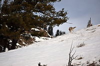 Coyote pounce 5 This is the fifth and final photo showing the progression of a coyote pouncing on its prey. Here the coyote has landed and is pawing in the snow after initially missing its target. In the end, this attack was unsuccessful.<br />
Here's the sequence<br />
https://www.jungledragon.com/image/48063/coyote_pounce_4.html<br />
https://www.jungledragon.com/image/48065/coyote_pounce_3.html<br />
https://www.jungledragon.com/image/48064/coyote_pounce_2.html<br />
https://www.jungledragon.com/image/48061/coyote_pounce_1.html Canis latrans lestes,Geotagged,Mountain coyote,United States,Winter,Yellowstone National Park,canidae,mammals,wyoming