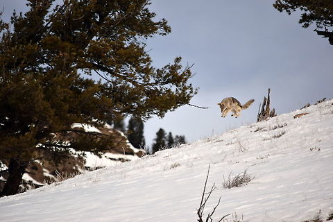 Coyote pounce 4 This is the fourth photo showing the progression of a coyote pouncing on its prey. Here the coyote is starting to come down, hopefully directly on top of the whatever it was listening to under the snow, and catching it.  Canidae,Canis latrans lestes,Geotagged,Mountain coyote,United States,Winter,Wyoming,Yellowstone National Park,mammals