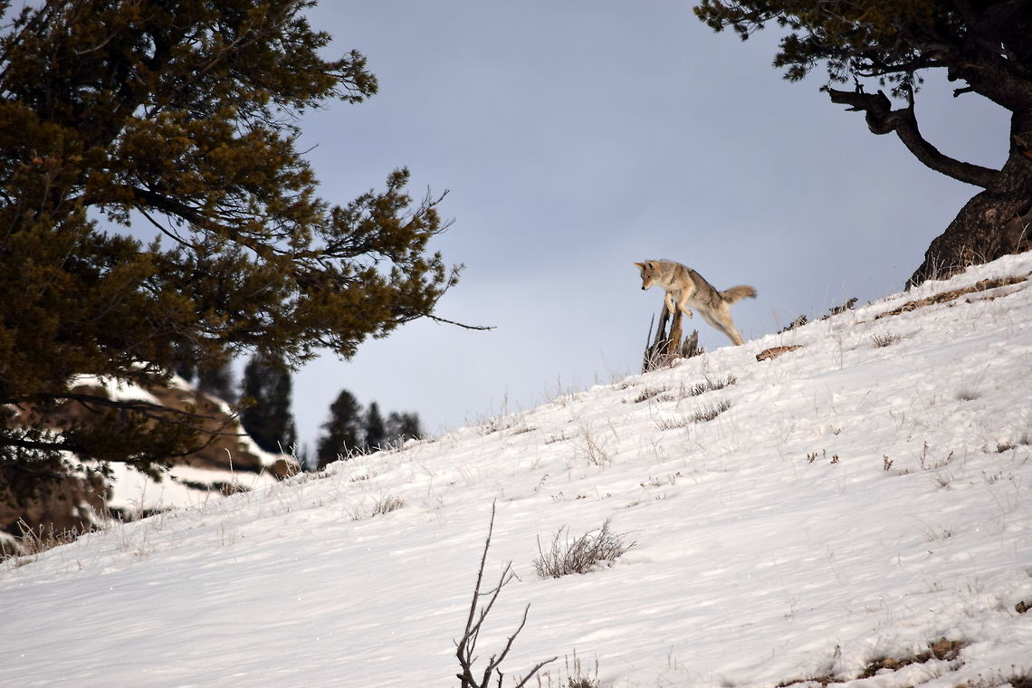 Coyote pounce 2 This is the second photo showing the progression of a coyote pouncing on its prey. The coyote has started to pounce and it is starting its arching jump.  Canidae,Canis latrans lestes,Coyote,Geotagged,Mammals,Mountain coyote,United States,Winter,Yellowstone National Park
