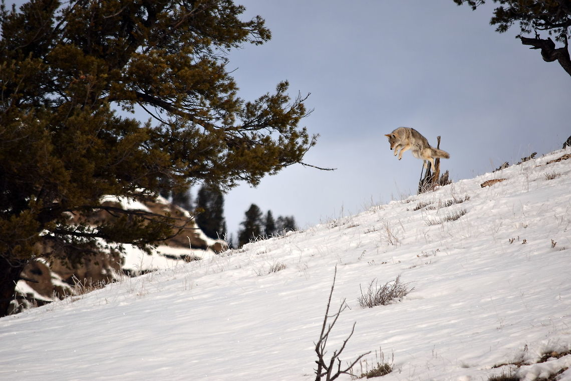 Coyote pounce 3 This is the third photo showing the progression of a coyote pouncing on its prey. Here the coyote is fully airborn.  Canis latrans lestes,Geotagged,Mountain coyote,United States,Winter,Wyoming,Yellowstone National Park,canidae,mammals