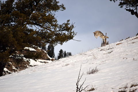 Coyote pounce 3 This is the third photo showing the progression of a coyote pouncing on its prey. Here the coyote is fully airborn.  Canis latrans lestes,Geotagged,Mountain coyote,United States,Winter,Wyoming,Yellowstone National Park,canidae,mammals
