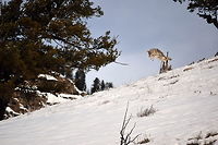 Coyote pounce 3 This is the third photo showing the progression of a coyote pouncing on its prey. Here the coyote is fully airborn.  Canis latrans lestes,Geotagged,Mountain coyote,United States,Winter,Wyoming,Yellowstone National Park,canidae,mammals