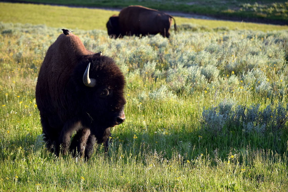 American bison and cowbirds Cowbirds are often observed perched on the backs of bison, picking at bugs as they fly by or get caught in the course hair found on the large animals&#039; backs. The bison do not seem to mind the hitchhikers. Captured in Yellowstone National Park&#039;s Hayden Valley. Brown-headed Cowbird,Geotagged,Mammals,Molothrus ater,Summer,United States,Yellowstone National Park,wyoming