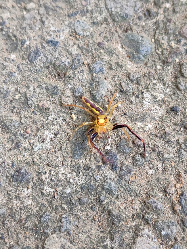 Viciria pavesii - Yellow A jumping spider, And looks like a scorpion.<br />
I found it at school. Fall,Geotagged,Philippines,Spider,Viciria pavesii