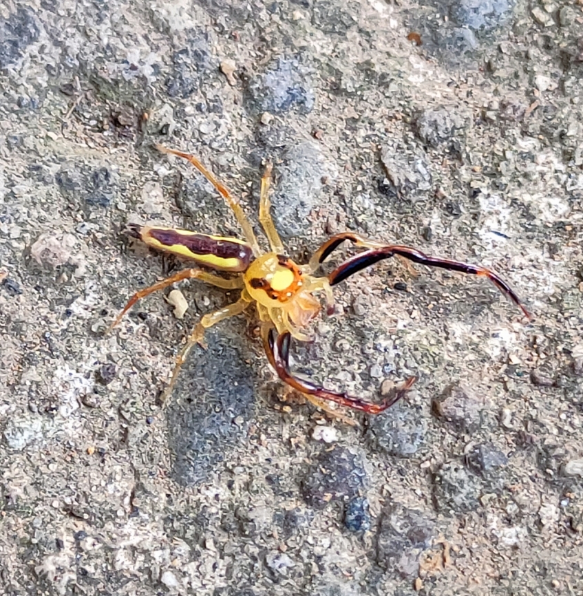Viciria Genus A jumping spider Viciria pavesii