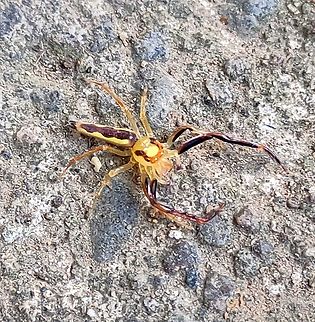Viciria Genus A jumping spider Viciria pavesii