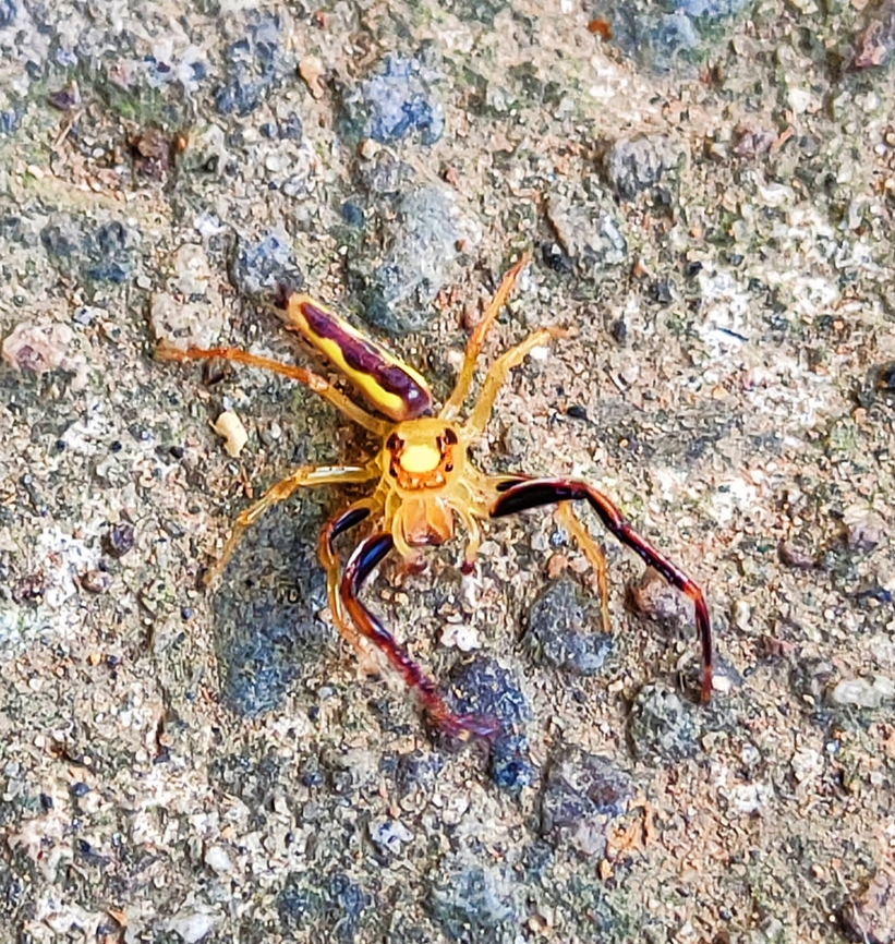 Viciria Pavesii - Yellow A jumping spider  Spider,Viciria pavesii