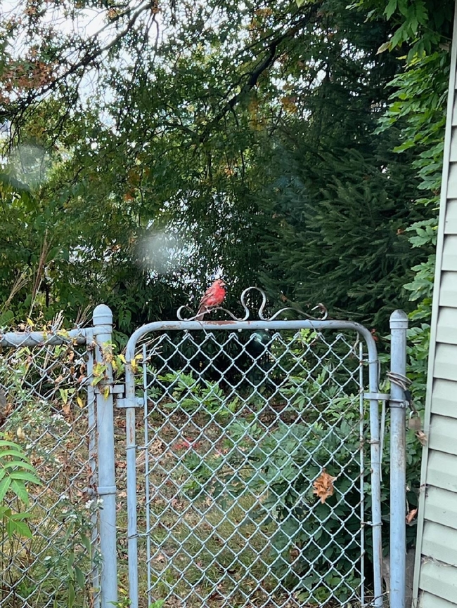 Purple Finch My mom found this sitting on the fence one morning  Haemorhous purpureus,Purple Finch