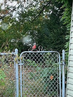 Purple Finch My mom found this sitting on the fence one morning  Haemorhous purpureus,Purple Finch