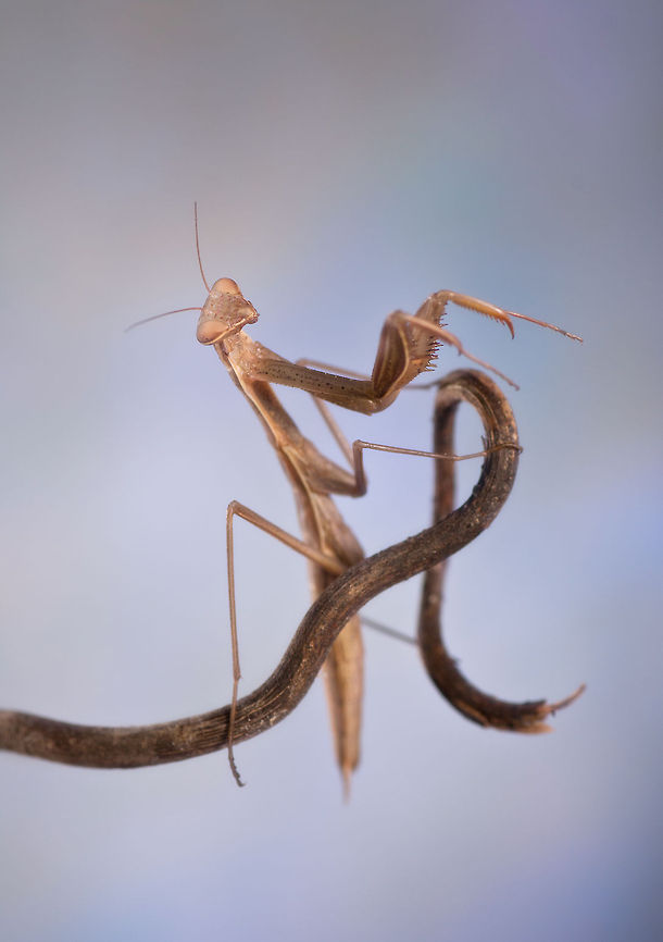 Mantis Maestro A preying mantis stands on a branch... though it looks like he is conducting an orchestra. Arthropoda,Insects,Macro,Mantis
