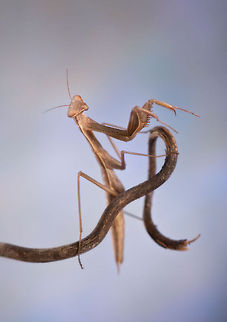 Mantis Maestro A preying mantis stands on a branch... though it looks like he is conducting an orchestra. Arthropoda,Insects,Macro,Mantis
