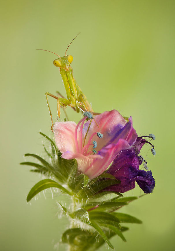 Botanist Mantis A preying mantis on a flower awaiting insects. Arthropoda,Insects,MACRO,Mantis